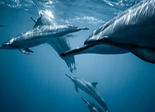 255640 实体店铺直播私域运营，帮你的生意插上直播的翅膀